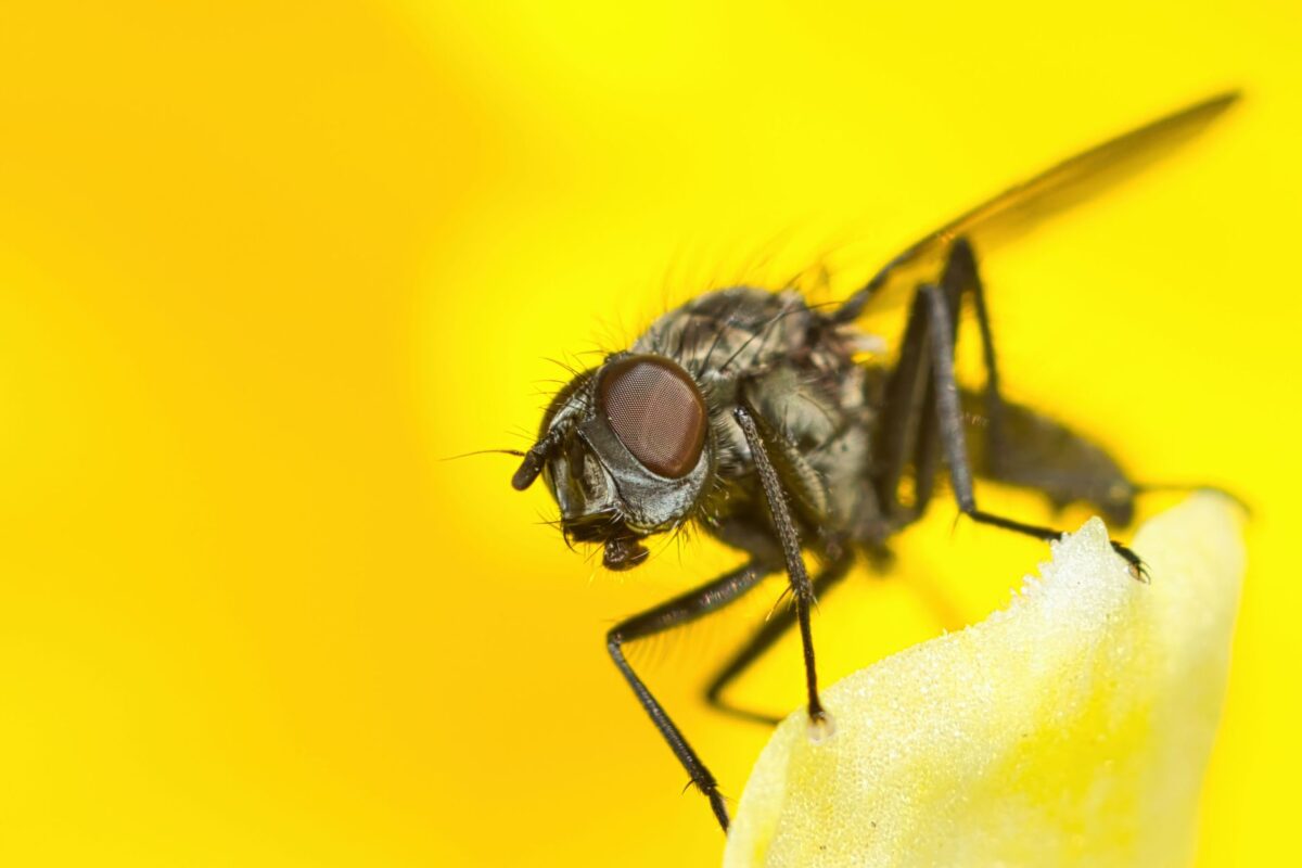 biogents aero trap